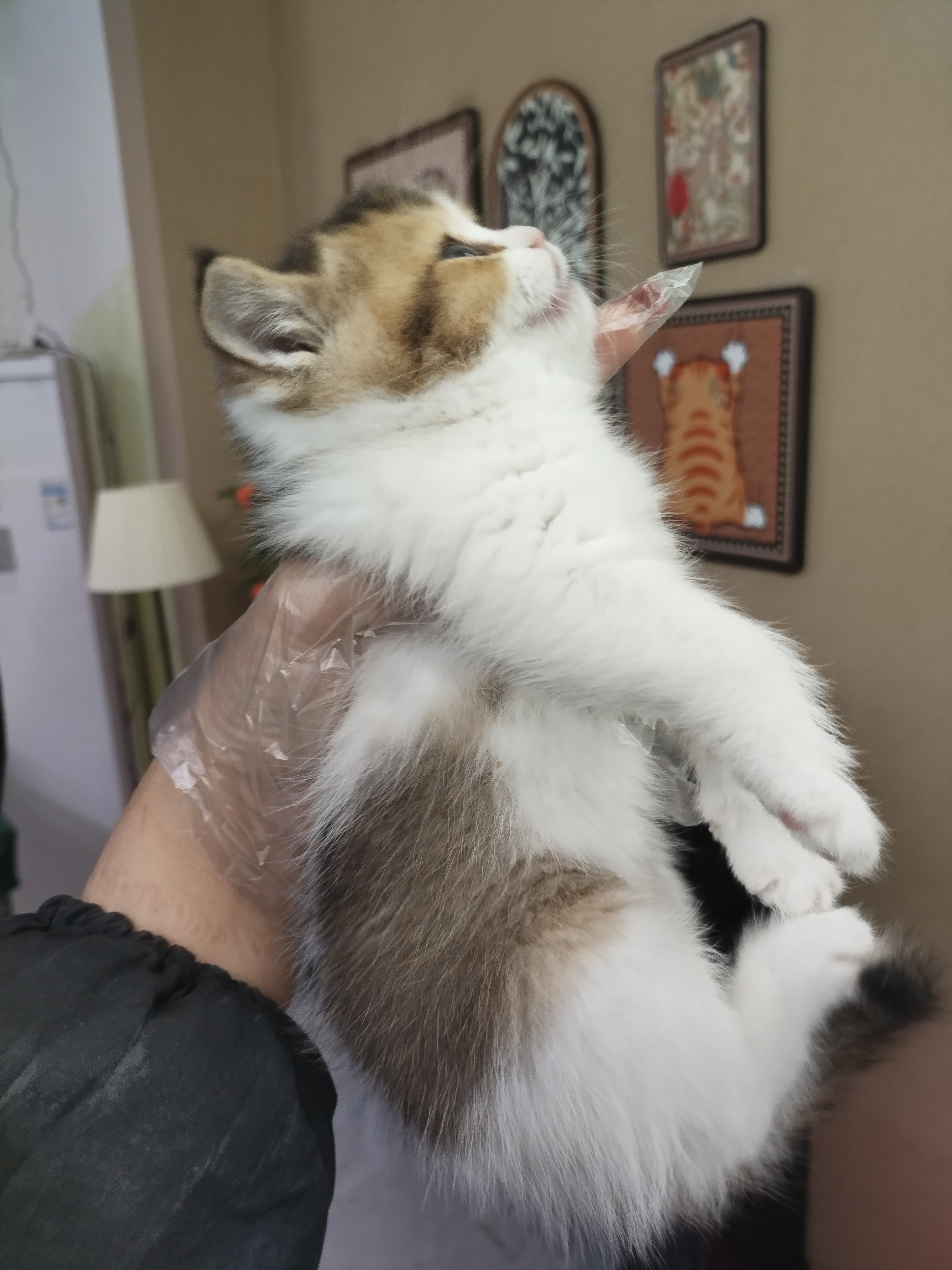 金三花妹妹，五粉包子脸。